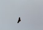 Red-tailed Hawk (32)