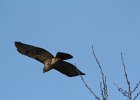 Red-tailed Hawk (42)