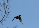 Red-tailed Hawk (43)