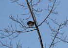 Red-tailed Hawk (45)