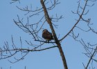 Red-tailed Hawk (46)