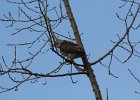 Red-tailed Hawk (48)