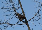 Red-tailed Hawk (49)