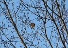 Red-tailed Hawk (55)