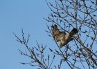 Red-tailed Hawk (58)