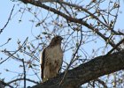 Red-tailed Hawk (59)
