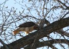 Red-tailed Hawk (60)