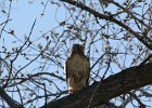 Red-tailed Hawk (61)