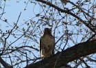 Red-tailed Hawk (62)