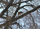 Red-tailed Hawk (64)