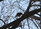 Red-tailed Hawk (65)