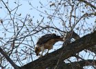 Red-tailed Hawk (67)