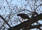 Red-tailed Hawk (68)