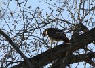 Red-tailed Hawk (69)