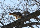 Red-tailed Hawk (70)