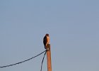 Red-tailed Hawk (72)