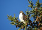 Red-tailed Hawk (75)