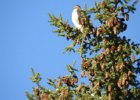 Red-tailed Hawk (76)