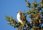 Red-tailed Hawk (78)