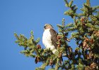 Red-tailed Hawk (79)