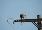 Red-tailed Hawk (80)