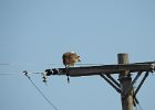 Red-tailed Hawk (81)