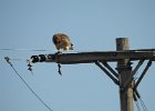 Red-tailed Hawk (82)