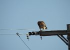 Red-tailed Hawk (83)