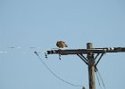 Red-tailed Hawk (84)