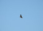 Red-tailed Hawk (85)