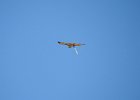 Red-tailed Hawk (89)