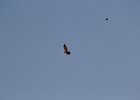 Red-tailed Hawk (9)