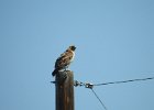 Red-tailed Hawk (90)