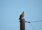 Red-tailed Hawk (91)
