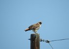 Red-tailed Hawk (92)