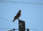Red-tailed Hawk (93)