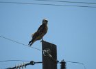 Red-tailed Hawk (94)