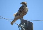 Red-tailed Hawk (95)
