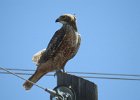 Red-tailed Hawk (96)