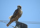 Red-tailed Hawk (97)