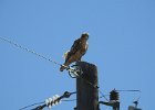 Red-tailed Hawk (98)