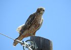 Red-tailed Hawk (99)