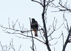 101Rough-legged Hawk