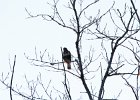 102Rough-legged Hawk
