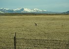 Rough-Legged Hawk (57)