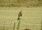 Rough-Legged Hawk (58)