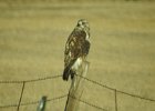 Rough-Legged Hawk (59)
