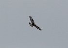 Rough-legged Hawk (10)