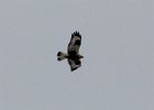 Rough-legged Hawk (11)