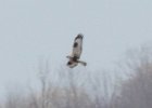 Rough-legged Hawk (12)